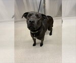 Small Labrador Retriever Mix
