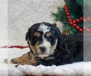 Bernedoodle-Poodle (Miniature) Mix Puppy for sale in NARVON, PA, USA