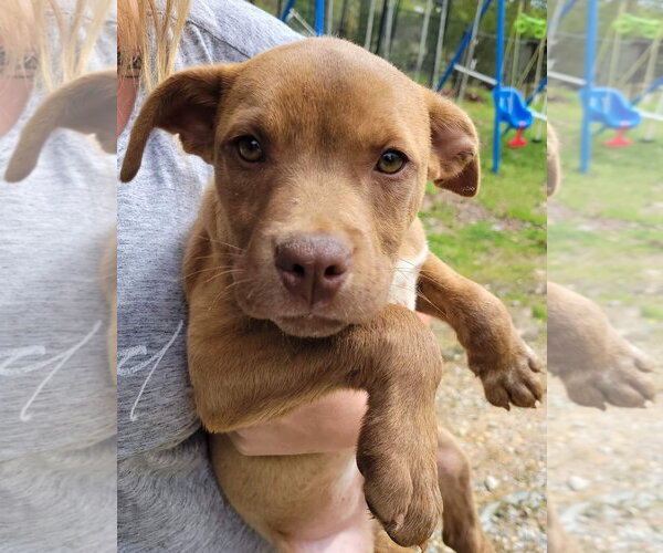 Medium Photo #8 Labrador Retriever-Unknown Mix Puppy For Sale in Blacksburg, SC, USA