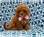 Small #9 Cavapoo-Poodle (Toy) Mix