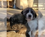 Small Photo #19 Anatolian Shepherd Puppy For Sale in COMMERCE, TX, USA