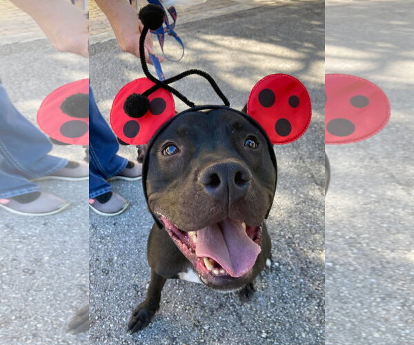 Medium Photo #36 Mutt Puppy For Sale in Pompano Beach , FL, USA