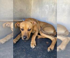 Mutt Dogs for adoption in Woodland, CA, USA