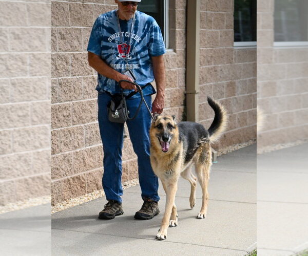 Medium Photo #2 German Shepherd Dog Puppy For Sale in Glen Allen, VA, USA