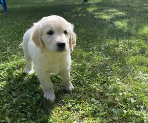Golden Retriever Puppy for sale in COLLINS, IA, USA