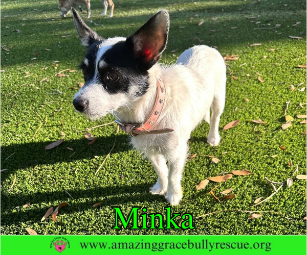 Medium Photo #1 Jack Russell Terrier-Unknown Mix Puppy For Sale in Milton, FL, USA