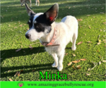 Small Jack Russell Terrier Mix