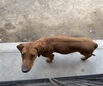 Small #14 Labrador Retriever-Rhodesian Ridgeback Mix
