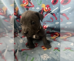 Medium Cane Corso