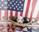Small Photo #36 Dalmatian Puppy For Sale in VASSALBORO, ME, USA