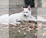 Small Photo #7 German Shepherd Dog-Siberian Husky Mix Puppy For Sale in BETHEL, MN, USA