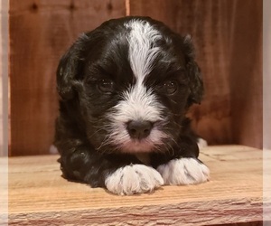 Cavapoo-Poodle (Miniature) Mix Puppy for sale in PINK HILL, NC, USA