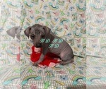 Small Photo #13 Xoloitzcuintli (Mexican Hairless) Puppy For Sale in BRIDGEVILLE, CA, USA