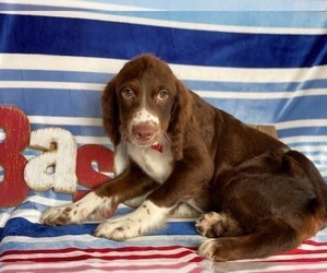 English Springer Spaniel-Poodle (Miniature) Mix Puppy for sale in LANCASTER, PA, USA