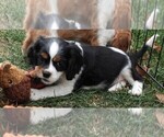 Puppy Puppy 4 Cockalier