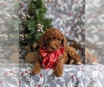 Small Photo #5 Goldendoodle (Miniature) Puppy For Sale in NOTTINGHAM, PA, USA