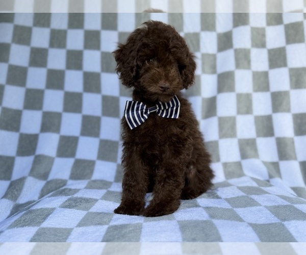 Medium Photo #2 Cavapoo (Miniature) Puppy For Sale in LAKELAND, FL, USA