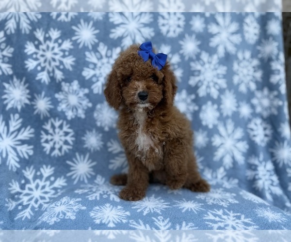 Medium Photo #3 Cock-A-Poo Puppy For Sale in LAKELAND, FL, USA