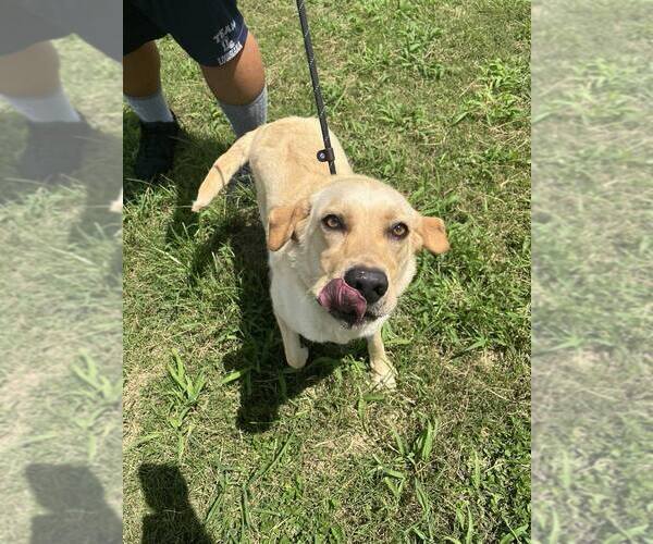 Medium Photo #2 Labrador Retriever-Unknown Mix Puppy For Sale in Abbeville, LA, USA