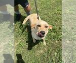 Small #1 Labrador Retriever Mix