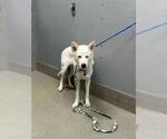 Small Siberian Husky Mix