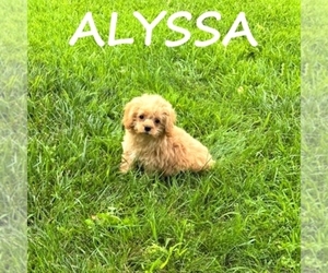 Cock-A-Poo Puppy for sale in HARTLAND, MN, USA