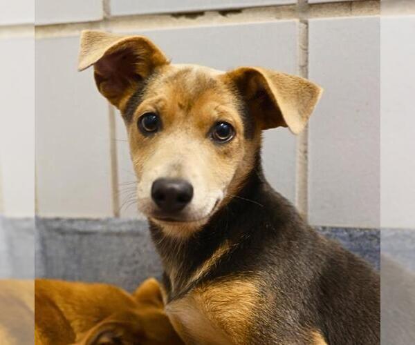 Medium Photo #1 American Staffordshire Terrier-Unknown Mix Puppy For Sale in San Antonio, TX, USA