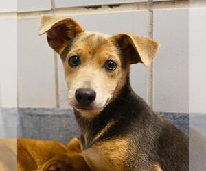 American Staffordshire Terrier-Unknown Mix Dogs for adoption in San Antonio, TX, USA