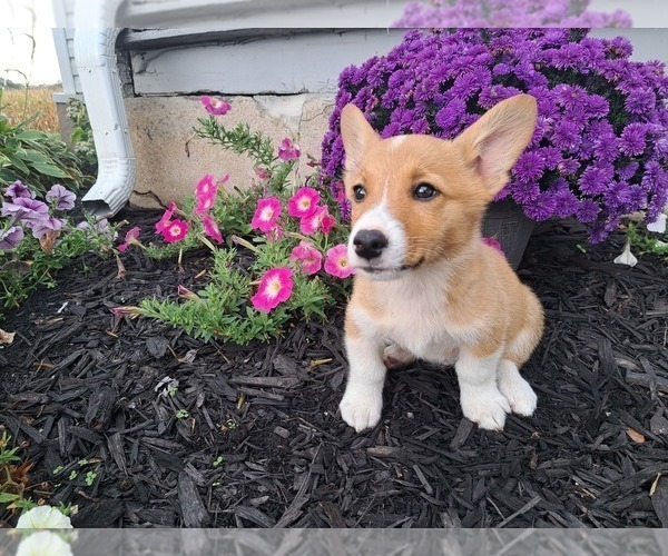 Medium Photo #8 Pembroke Welsh Corgi Puppy For Sale in SHILOH, OH, USA