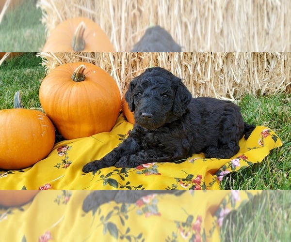 Medium Photo #1 Poodle (Standard) Puppy For Sale in PAYETTE, ID, USA