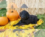 Small Photo #1 Poodle (Standard) Puppy For Sale in PAYETTE, ID, USA