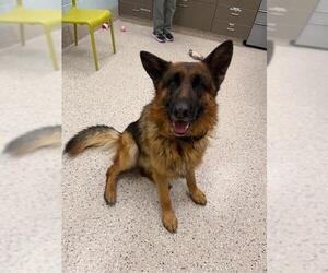 German Shepherd Dog Dogs for adoption in Brighton, CO, USA