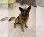 Small German Shepherd Dog