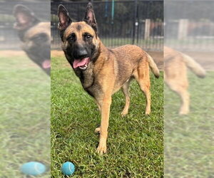 German Shepherd Dog Dogs for adoption in Riverside, CA, USA