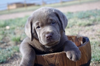 Labrador Retriever Puppy for sale in FOUNTAIN, CO, USA