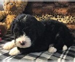 Small Photo #6 Bernedoodle Puppy For Sale in CLARE, MI, USA