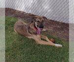 Small #1 German Shepherd Dog