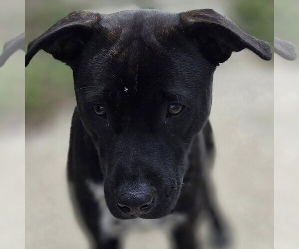 Medium Photo #1 Mutt Puppy For Sale in Martinsburg, WV, USA