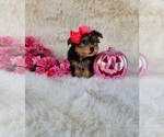 Small #4 Morkie
