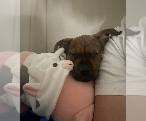 Medium Photo #2 Mutt Puppy For Sale in Dana Point, CA, USA