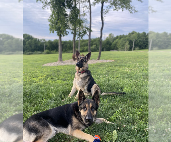 Medium Photo #7 German Shepherd Dog Puppy For Sale in ZANESVILLE, OH, USA