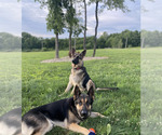 Small #6 German Shepherd Dog