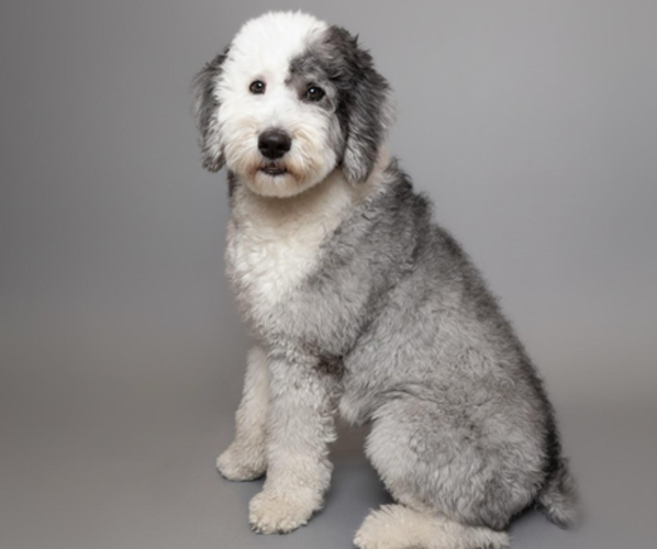 Medium Photo #1 Golden Retriever-Sheepadoodle Mix Puppy For Sale in LA MESA, CA, USA