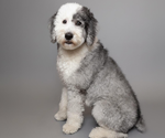 Small Photo #1 Golden Retriever-Sheepadoodle Mix Puppy For Sale in LA MESA, CA, USA