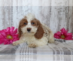 Small Photo #2 Cocker Spaniel-Poodle (Miniature) Mix Puppy For Sale in SHILOH, OH, USA