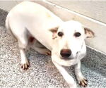 Small #1 Labrador Retriever