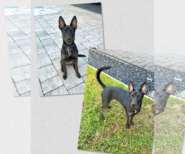 Medium Photo #2 Mutt Puppy For Sale in Naples, FL, USA