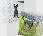 Small #1 Mutt
