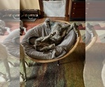 Small #4 Irish Wolfhound