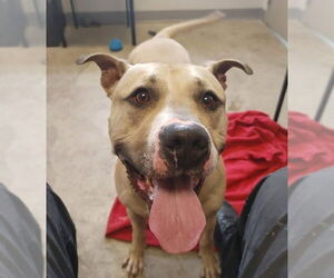 American Pit Bull Terrier-Unknown Mix Dogs for adoption in Westmont, IL, USA